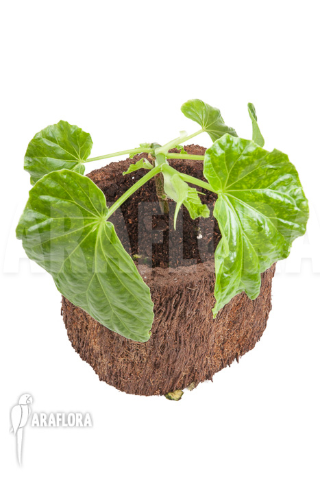 Begonia salaziensis ‘Starter’