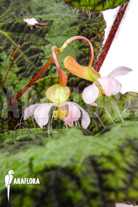 Begonia sizemoreae