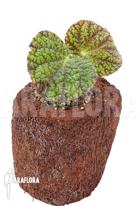 Begonia sizemoreae “Starter”