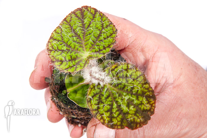 Begonia sizemoreae “Starter”