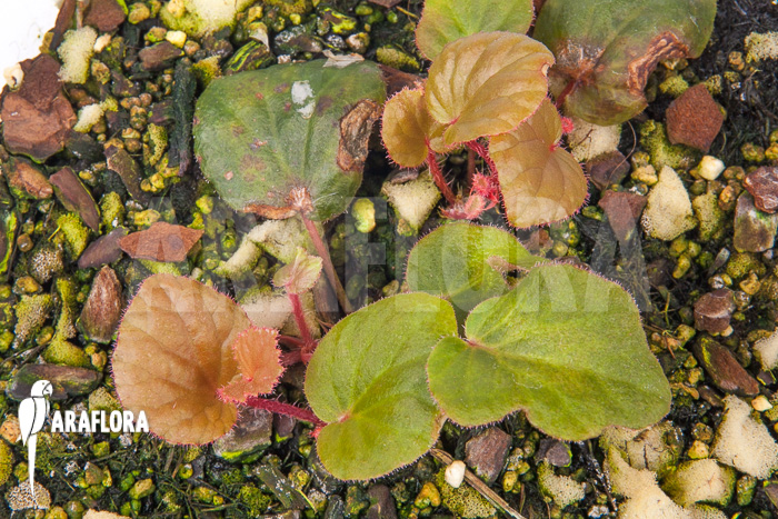 Begonia subnummularifolia