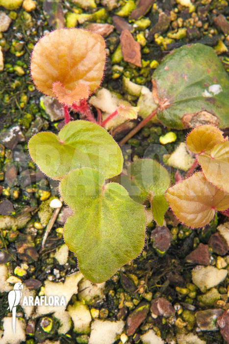 Begonia subnummularifolia