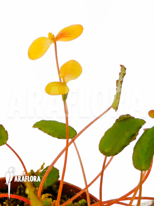 Begonia vankerckhovenii