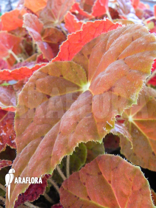 Begonia x Autumn Ember