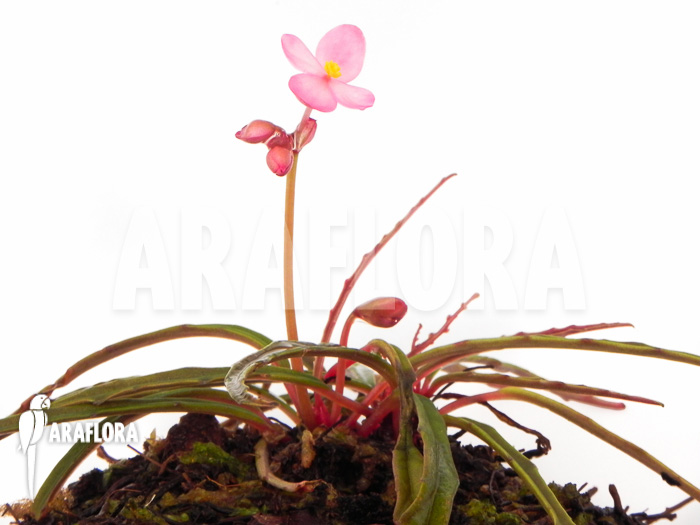 Begonia x Paulita plant overview