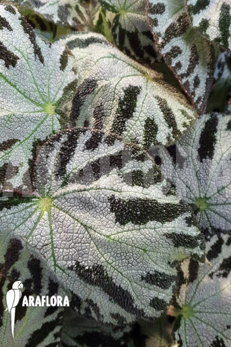 Begonia x ‘Silver Jewel’