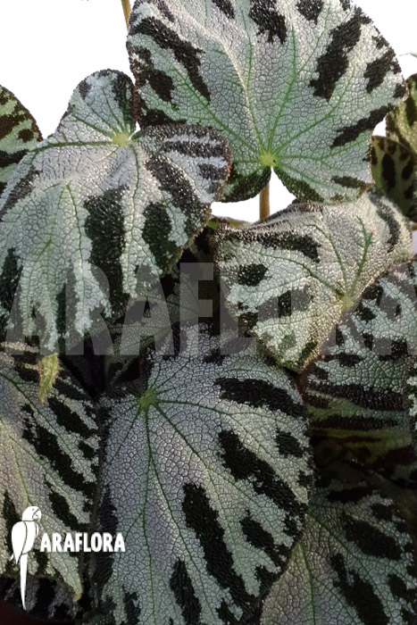 Begonia x ‘Silver Jewel’