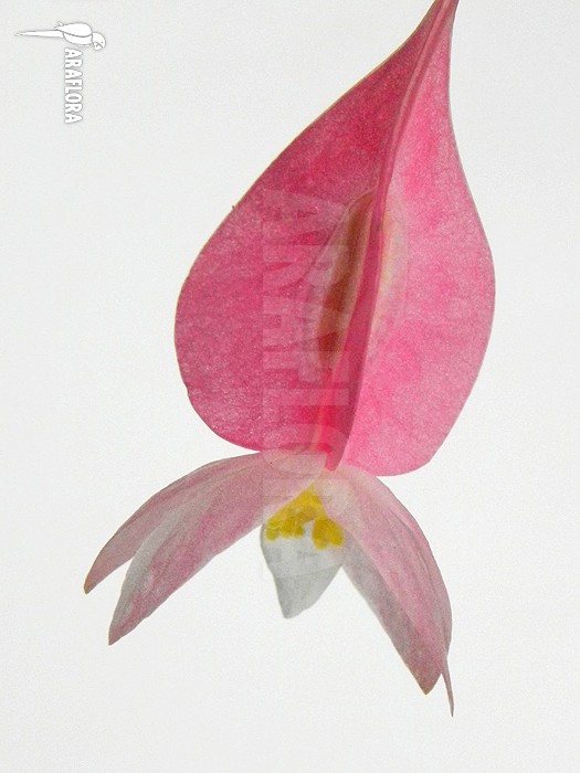 Begonia x Tamaya small purple