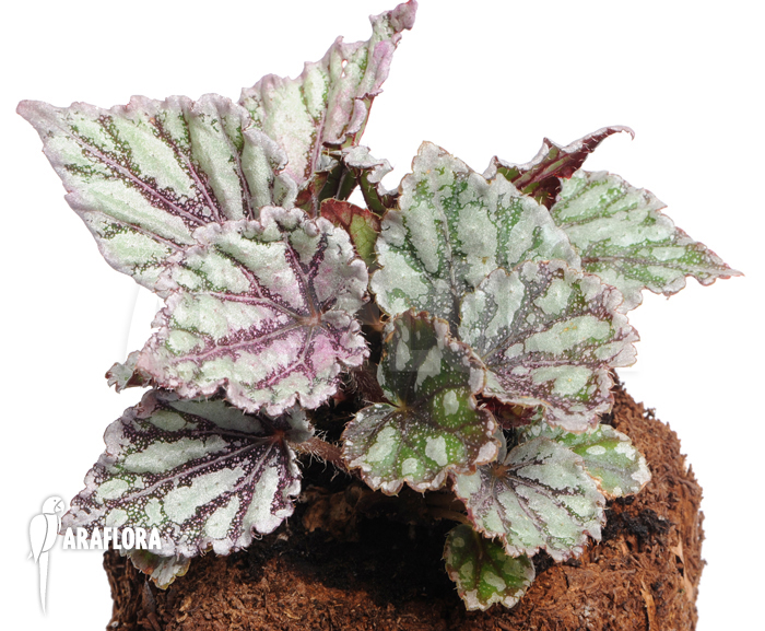 Begonia x ‘Voodoo Star’