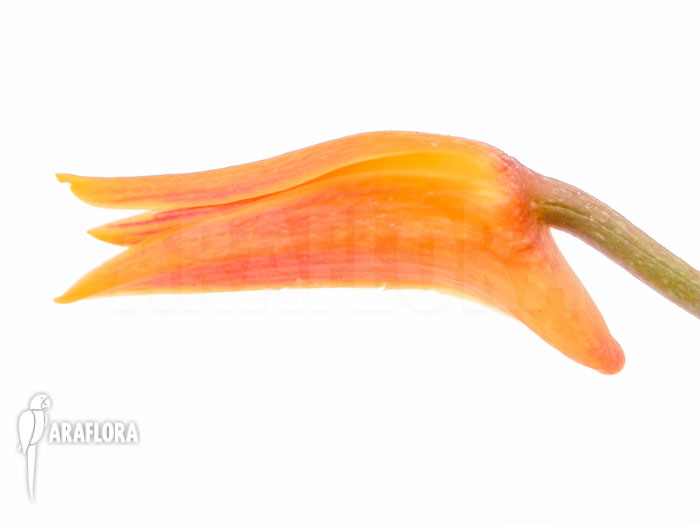 Bifrenaria aureo-fulva