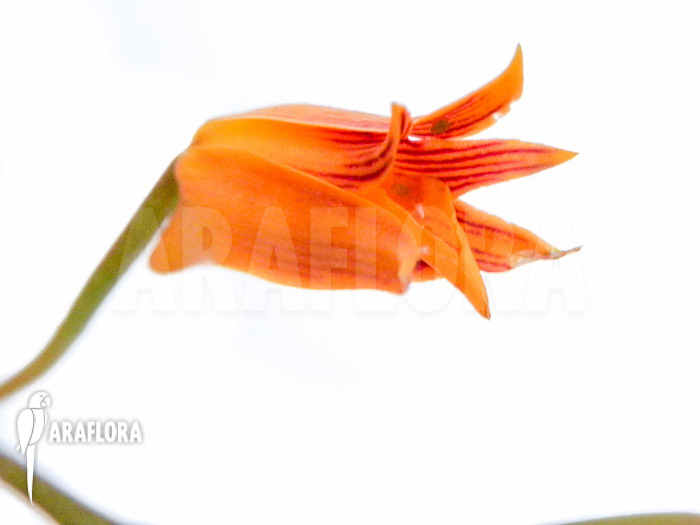 Bifrenaria-aureo-fulva-8