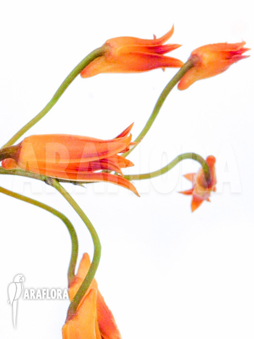 Bifrenaria aureo-fulva ‘Starter’