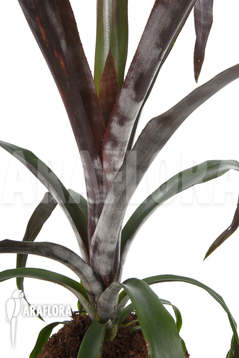 Billbergia New A15