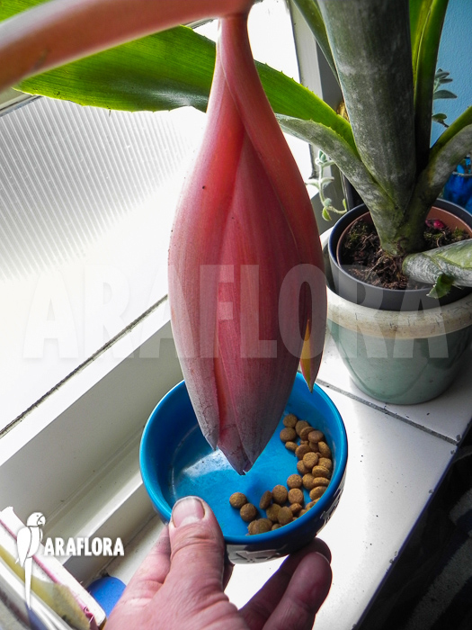 Billbergia decora