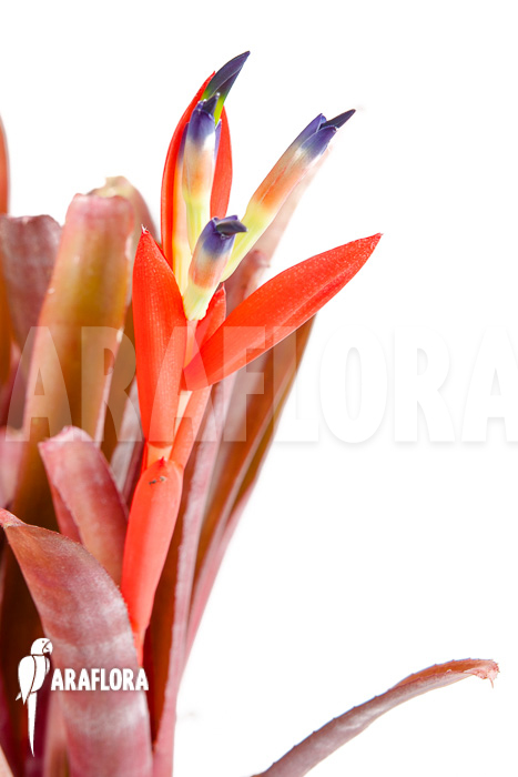 Billbergia morelli
