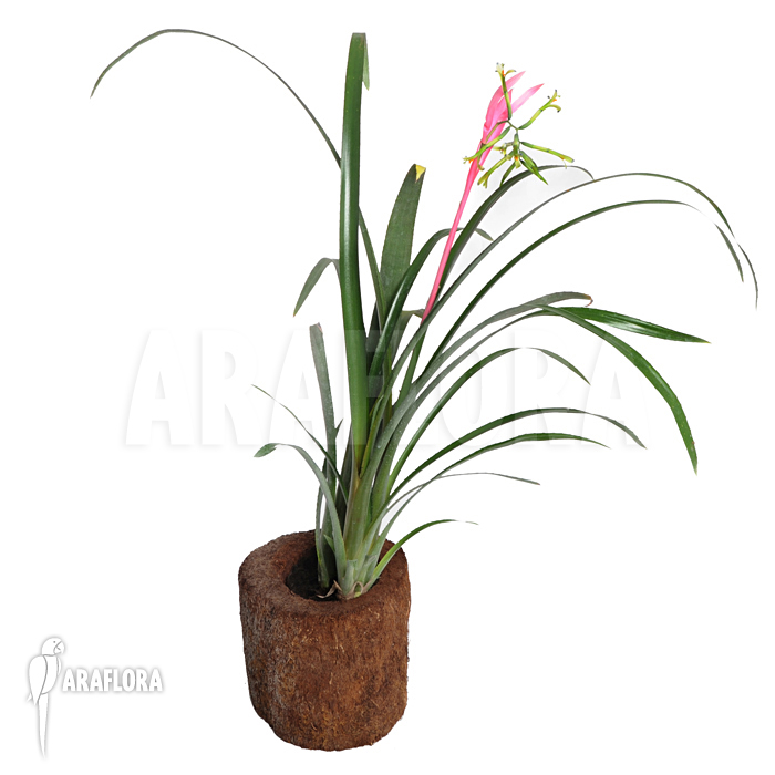 Billbergia nutans