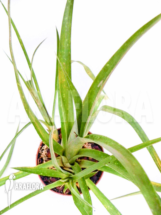 Billbergia nutans