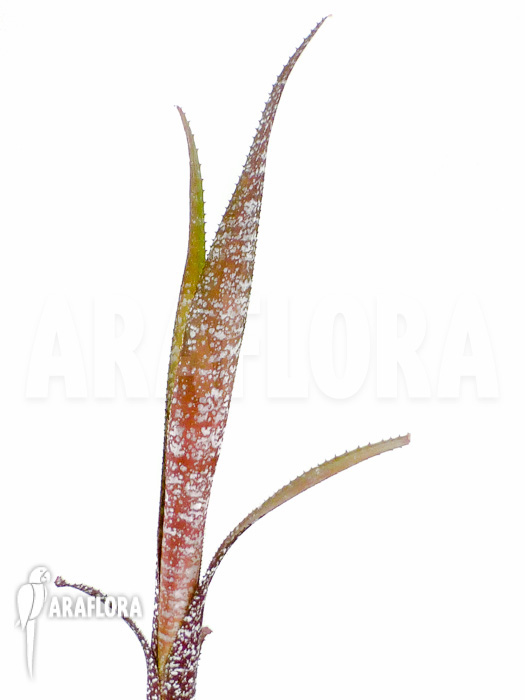 Billbergia oxysepala