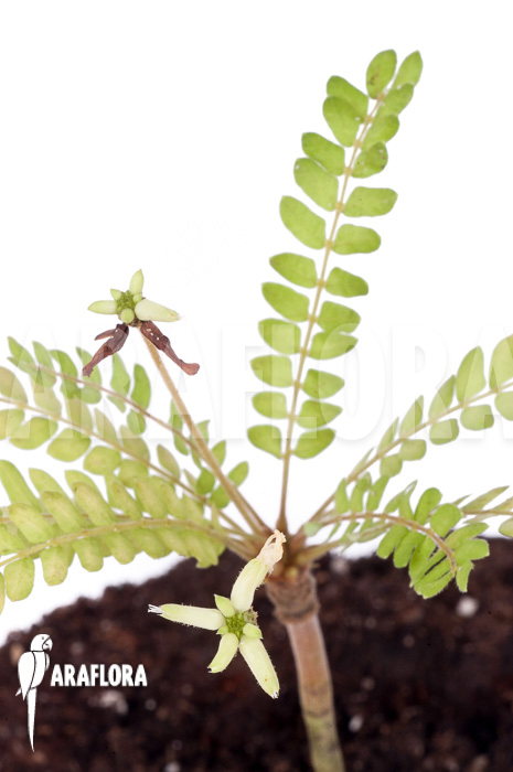 Biophytum sensitivum ‘white flower’