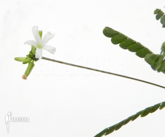 Biophytum-species-white-flowers-Ecuador-4