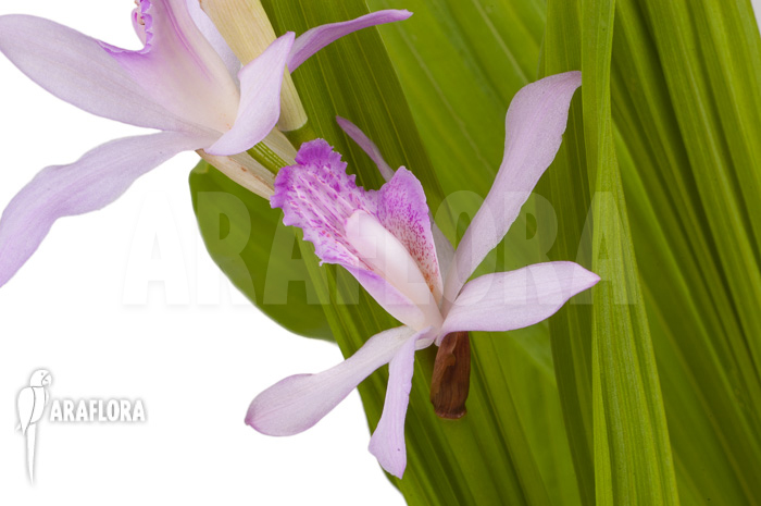 Bletilla striata