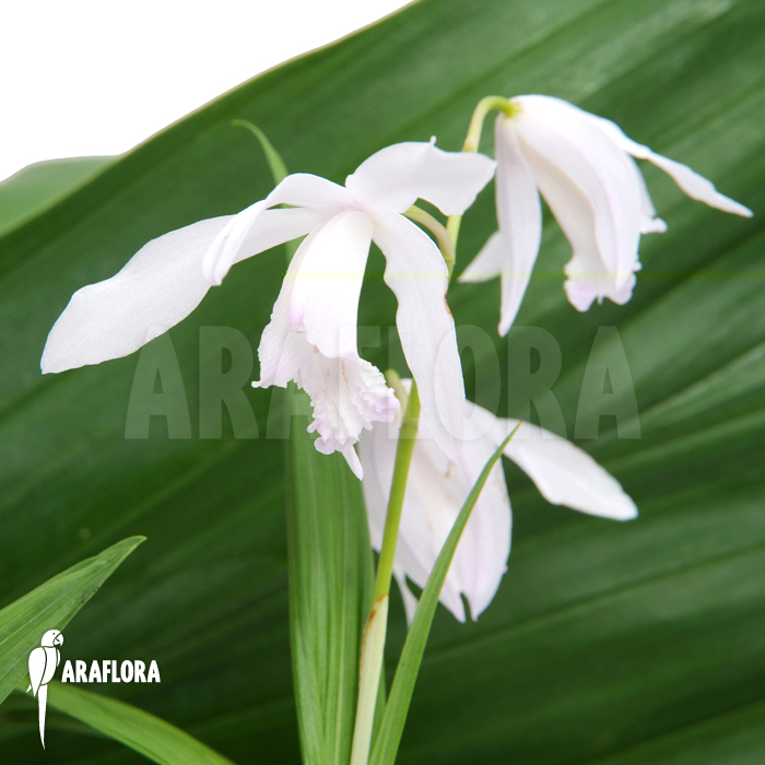 Bletilla striata ‘Alba’