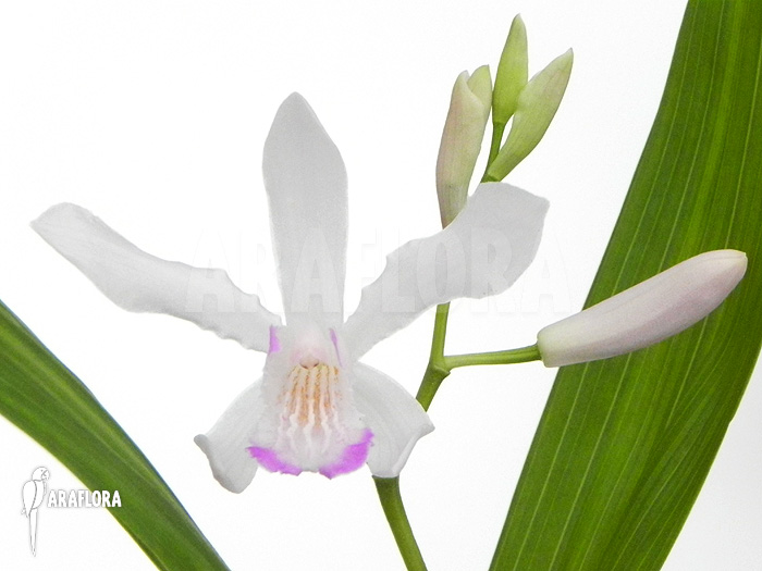 Bletilla striata ‘White’