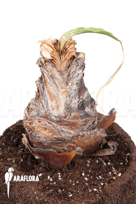 Boophane disticha ‘starter’