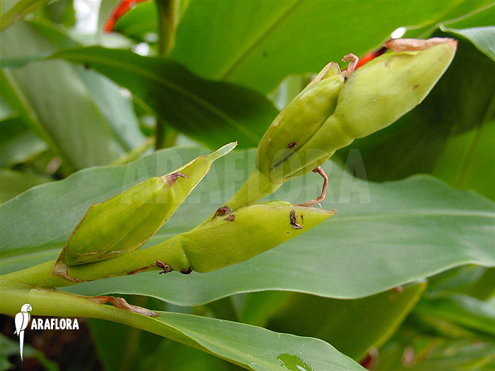 Brachychilum horsfieldii