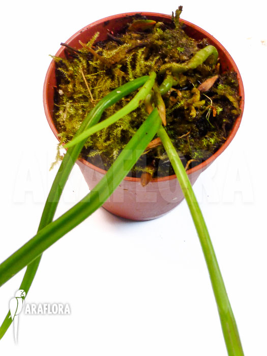 Brassavola flagellaris