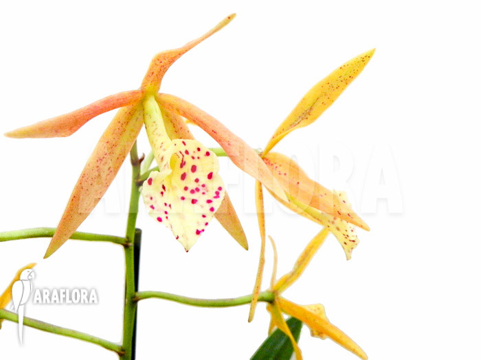 Brassocattleya ‘Yellow Bird’