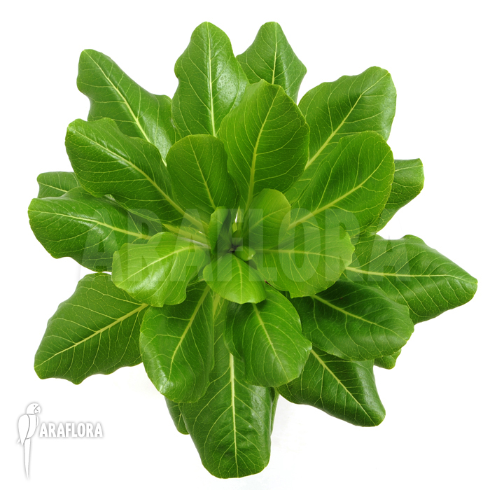 Brighamia insignis ‘Hawaiian palm’