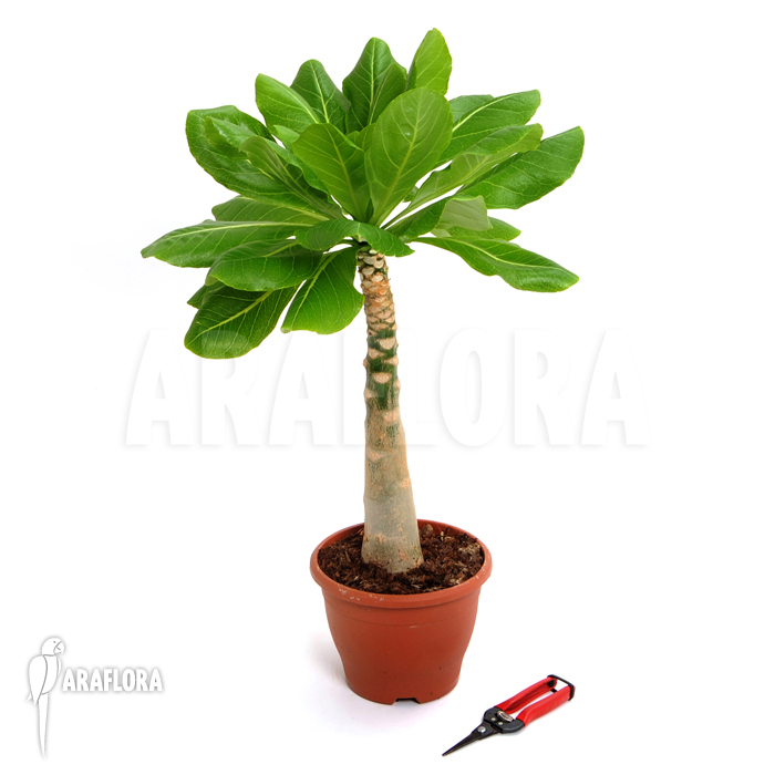 Brighamia insignis ‘Hawaiian palm’