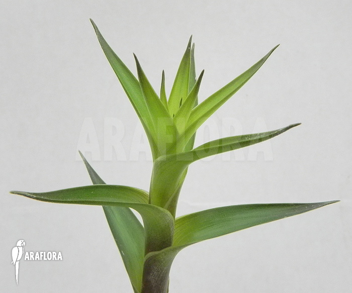 Brocchinia acuminata