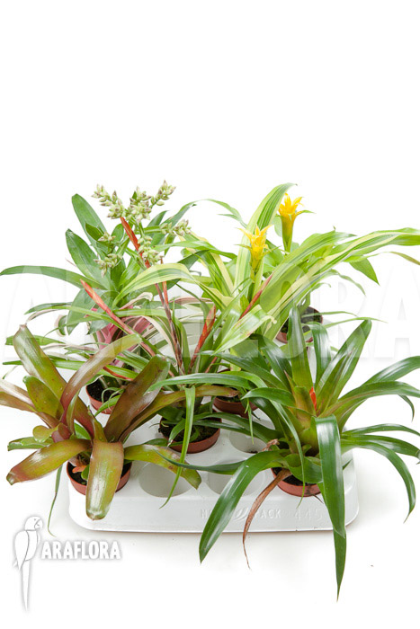 Bromeliad Neoregelia package XL Deal (12 plants)