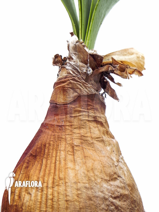 Brunsvigia grandiflora L