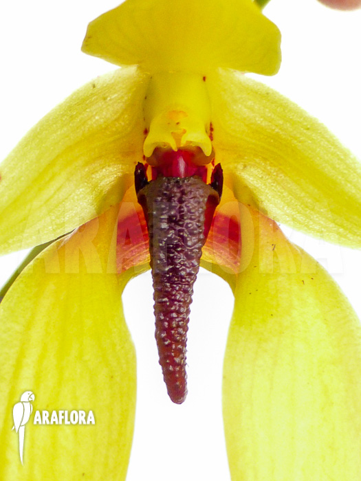 Bulbophyllum carunculatum flower