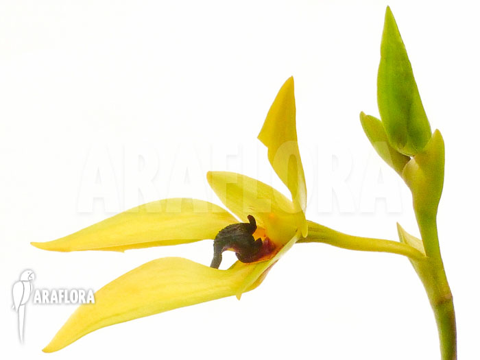 Bulbophyllum carunculatum flower