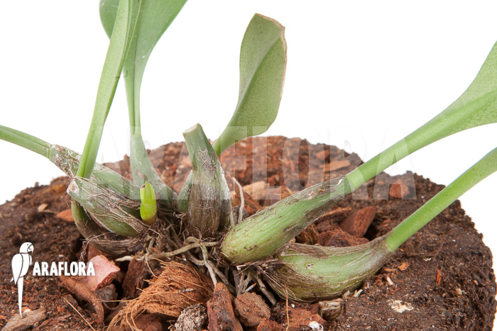 Bulbophyllum carunculatum Starter
