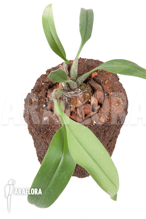 Bulbophyllum carunculatum Starter