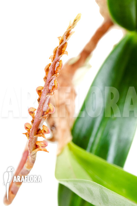 Bulbophyllum falcatum