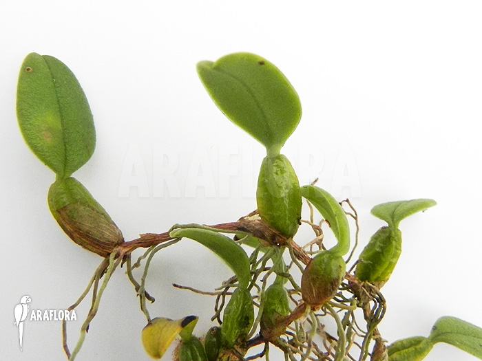 Bulbophyllum lasiochilum