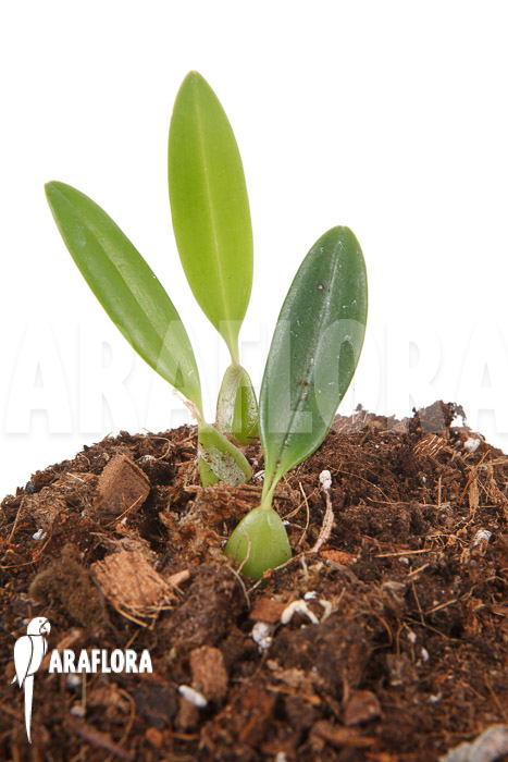 Bulbophyllum saltatorium