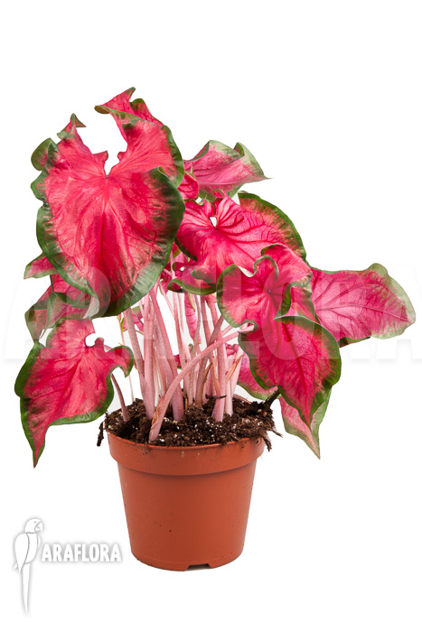 Caladium bicolor ‘green-red’