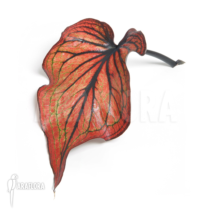 Caladium bicolor_red-black_