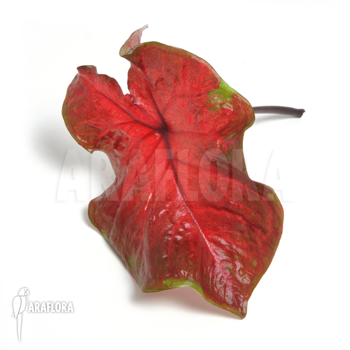 Caladium bicolor_red_