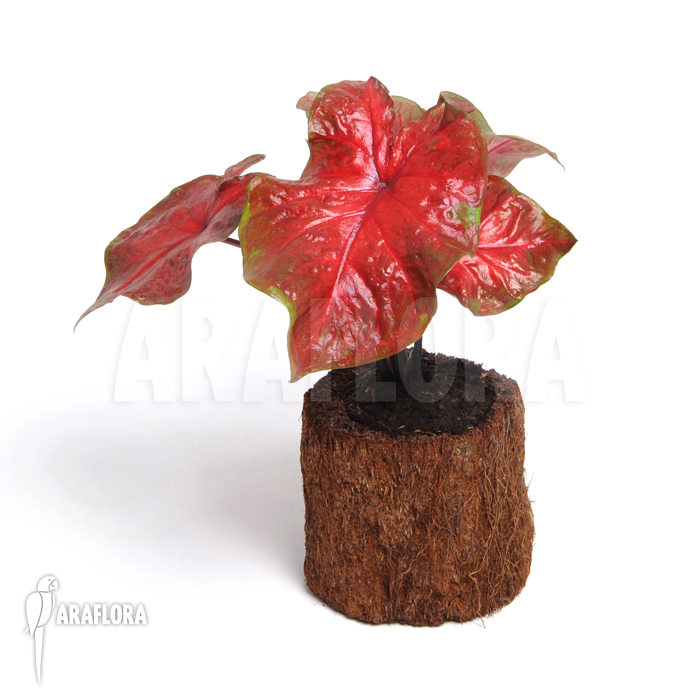 Caladium bicolor_red_