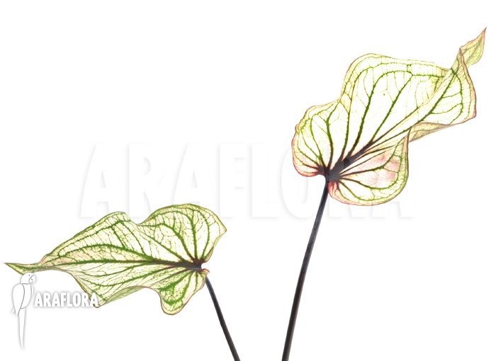 Caladium bicolor_white_