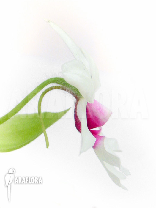 Calanthe vestita var. Rubra flower