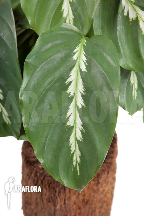 Calathea ‘Maui Queen’